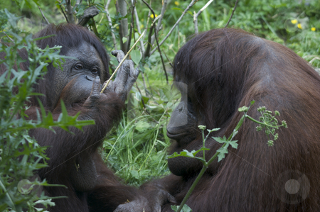 To use this stock image in your creative project, please select the size you need over to the right and click the "Add to Cart" button.
Your downloaded image will come with the Cutcaster watermark removed so don’t worry about the watermark you see on this page. Female Orangutan stock photo, Female Orangutan (Pongo pygmaeus) by Stephen Meese