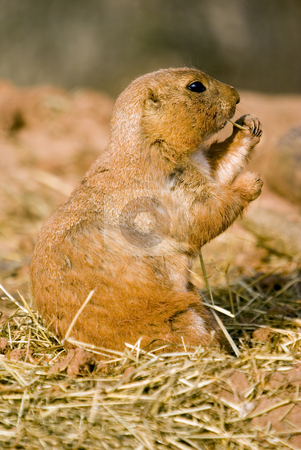 To use this stock image in your creative project, please select the size you need over to the right and click the "Add to Cart" button.
Your downloaded image will come with the Cutcaster watermark removed so don’t worry about the watermark you see on this page. Prairie Dog stock photo, Close up of Prairie Dog (Cynomys) standing on back legs eating grass - portrait orientation by Stephen Meese