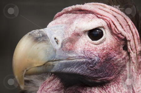 To use this stock image in your creative project, please select the size you need over to the right and click the "Add to Cart" button.
Your downloaded image will come with the Cutcaster watermark removed so don’t worry about the watermark you see on this page. Lappet Faced Vulture stock photo, Close up of Lappet Faced Vulture (torgos tracheliotus) by Stephen Meese