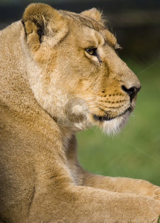To use this stock image in your creative project, please select the size you need over to the right and click the "Add to Cart" button.
Your downloaded image will come with the Cutcaster watermark removed so don’t worry about the watermark you see on this page. Lioness stock photo, Close up of a Lioness (Panthera leo) by Stephen Meese