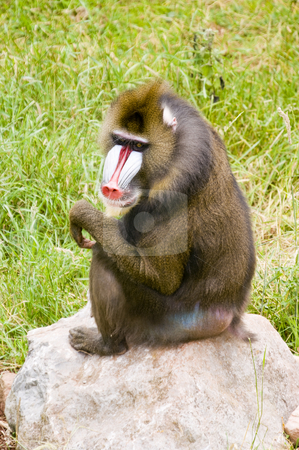 To use this stock image in your creative project, please select the size you need over to the right and click the "Add to Cart" button.
Your downloaded image will come with the Cutcaster watermark removed so don’t worry about the watermark you see on this page. Mandrill stock photo, Close up of a Mandrill (Mandrillus sphinx) by Stephen Meese