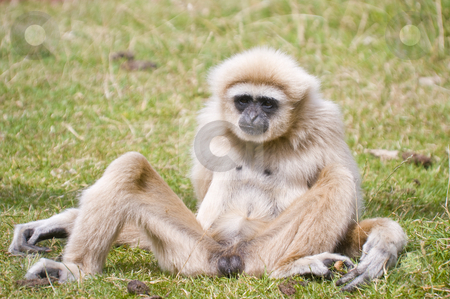 To use this stock image in your creative project, please select the size you need over to the right and click the "Add to Cart" button.
Your downloaded image will come with the Cutcaster watermark removed so don’t worry about the watermark you see on this page. White Handed Gibbon stock photo, Close up of a White Handed Gibbon (Hylobates lar) by Stephen Meese