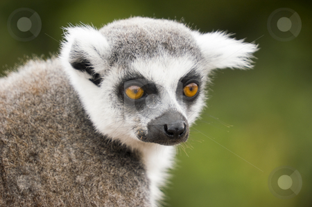 To use this stock image in your creative project, please select the size you need over to the right and click the "Add to Cart" button.
Your downloaded image will come with the Cutcaster watermark removed so don’t worry about the watermark you see on this page. Ring Tailed Lemur stock photo, Close up of Ring Tailed Lemur (Lemur catta) by Stephen Meese