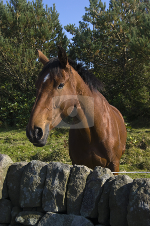 To use this stock image in your creative project, please select the size you need over to the right and click the "Add to Cart" button.
Your downloaded image will come with the Cutcaster watermark removed so don’t worry about the watermark you see on this page. Horse stock photo, Close up of stallion in Peak District National Park by Stephen Meese