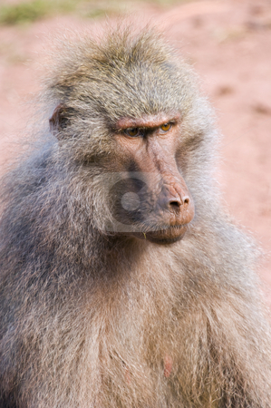 To use this stock image in your creative project, please select the size you need over to the right and click the "Add to Cart" button.
Your downloaded image will come with the Cutcaster watermark removed so don’t worry about the watermark you see on this page. Hamadryas Baboon stock photo, Close up of a Hamadryas Baboon (Papio hamadryas) by Stephen Meese