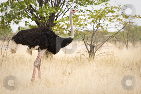 To use this stock image in your creative project, please select the size you need over to the right and click the "Add to Cart" button.
Your downloaded image will come with the Cutcaster watermark removed so don’t worry about the watermark you see on this page. Ostrich stock photo, Ostrich, Etosha National Park, Republic of Namibia, Southern Africa by mdphot