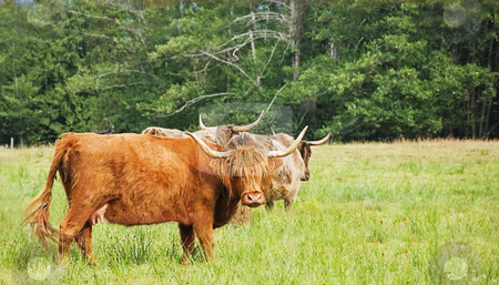 To use this stock image in your creative project, please select the size you need over to the right and click the "Add to Cart" button.
Your downloaded image will come with the Cutcaster watermark removed so don’t worry about the watermark you see on this page. Scottish Highland Cows in Meadow stock photo, These beautiful Scottish Highland cows (or kyloe) are in a beautiful meadow. One is looking right at the camera with it's big horns. by Valerie Garner