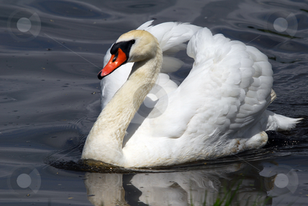 To use this stock image in your creative project, please select the size you need over to the right and click the "Add to Cart" button.
Your downloaded image will come with the Cutcaster watermark removed so don’t worry about the watermark you see on this page. Swan stock photo, Closeup picyture of a beautiful White Swan swimming by Alain Turgeon