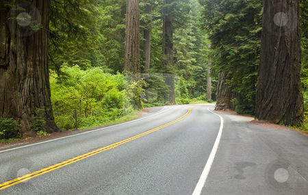 To use this stock image in your creative project, please select the size you need over to the right and click the "Add to Cart" button.
Your downloaded image will come with the Cutcaster watermark removed so don’t worry about the watermark you see on this page. Redwood Highway stock photo, The Redwood Highway winding through Redwood National Park by Mike Dawson