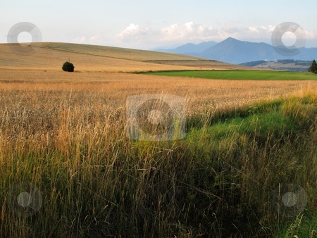 To use this stock image in your creative project, please select the size you need over to the right and click the "Add to Cart" button.
Your downloaded image will come with the Cutcaster watermark removed so don’t worry about the watermark you see on this page. Meadow and crop field stock photo, Meadow and crop field and mountains in morning light by Juraj Kovacik