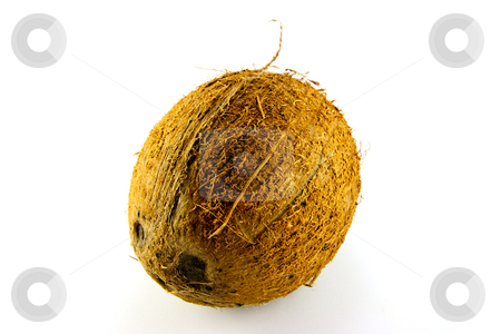 To use this stock image in your creative project, please select the size you need over to the right and click the "Add to Cart" button.
Your downloaded image will come with the Cutcaster watermark removed so don’t worry about the watermark you see on this page. Coconut stock photo, Single whole brown coconut on a white background by Keith Wilson