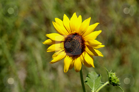 To use this stock image in your creative project, please select the size you need over to the right and click the "Add to Cart" button.
Your downloaded image will come with the Cutcaster watermark removed so don’t worry about the watermark you see on this page. Sunflower stock photo, USA, Idaho, Camas Prairie, Sun Flower by David Ryan