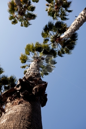 To use this stock image in your creative project, please select the size you need over to the right and click the "Add to Cart" button.
Your downloaded image will come with the Cutcaster watermark removed so don’t worry about the watermark you see on this page. Washingtonia filifera stock photo, California Fan Palm (Washingtonia filifera) is a palm native to the desert oases of Central, southern and southwestern Arizona, southern Nevada, extreme northwest Mexico and the inland deserts of Southern California. by Mariusz Jurgielewicz