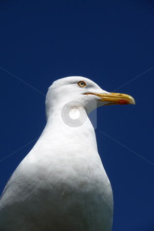 To use this stock image in your creative project, please select the size you need over to the right and click the "Add to Cart" button.
Your downloaded image will come with the Cutcaster watermark removed so don’t worry about the watermark you see on this page. Brighton Seagulls Flying In The Air stock photo, Seagulls flying in the air over the sea on Brightons coast. by Chris Harvey