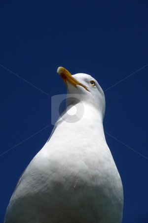 To use this stock image in your creative project, please select the size you need over to the right and click the "Add to Cart" button.
Your downloaded image will come with the Cutcaster watermark removed so don’t worry about the watermark you see on this page. Brighton Seagulls Flying In The Air stock photo, Seagulls flying in the air over the sea on Brightons coast. by Chris Harvey