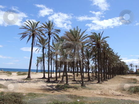 To use this stock image in your creative project, please select the size you need over to the right and click the "Add to Cart" button.
Your downloaded image will come with the Cutcaster watermark removed so don’t worry about the watermark you see on this page. Palm Trees Blue Sky and Beach Landscape stock photo, Palm Trees Blue Sky and Beach Landscape by Stephen Lambourne