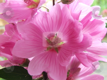 To use this stock image in your creative project, please select the size you need over to the right and click the "Add to Cart" button.
Your downloaded image will come with the Cutcaster watermark removed so don’t worry about the watermark you see on this page. Pink Flowers stock photo, Pink Flowers by Stephen Lambourne