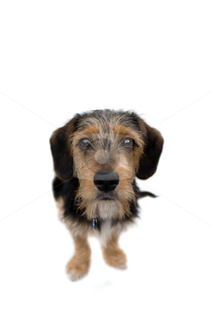 To use this stock image in your creative project, please select the size you need over to the right and click the "Add to Cart" button.
Your downloaded image will come with the Cutcaster watermark removed so don’t worry about the watermark you see on this page. Cute Puppy Dog Sitting stock photo, A cute mixed breed puppy isolated over white. The dog is half beagle and half yorkshire terrier. Shallow depth of field. by Todd Arena