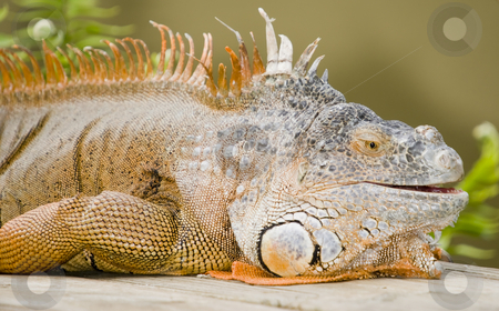 To use this stock image in your creative project, please select the size you need over to the right and click the "Add to Cart" button.
Your downloaded image will come with the Cutcaster watermark removed so don’t worry about the watermark you see on this page. Green Iguana stock photo, Closeup of Green Iguana (Iguana iguana) - landscape orientation by Stephen Meese
