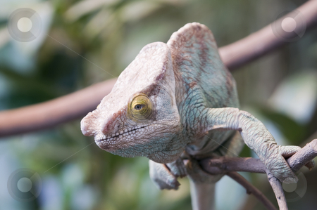 To use this stock image in your creative project, please select the size you need over to the right and click the "Add to Cart" button.
Your downloaded image will come with the Cutcaster watermark removed so don’t worry about the watermark you see on this page. Parsons Chameleon stock photo, Parsons Chameleon (Chamaeleo parsonii) - landscape orientation by Stephen Meese
