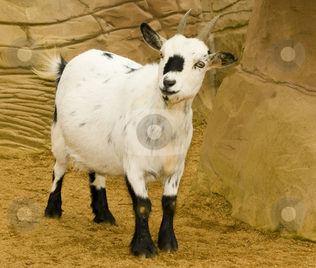 To use this stock image in your creative project, please select the size you need over to the right and click the "Add to Cart" button.
Your downloaded image will come with the Cutcaster watermark removed so don’t worry about the watermark you see on this page. Pygmy Goat stock photo, Pygmy Goat (Capra Hicus) - landscape orientation by Stephen Meese