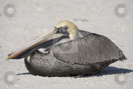 To use this stock image in your creative project, please select the size you need over to the right and click the "Add to Cart" button.
Your downloaded image will come with the Cutcaster watermark removed so don’t worry about the watermark you see on this page. Brown Pelican stock photo, Brown Pelican (Pelecanus occidentalis) - landscape orientation by Stephen Meese