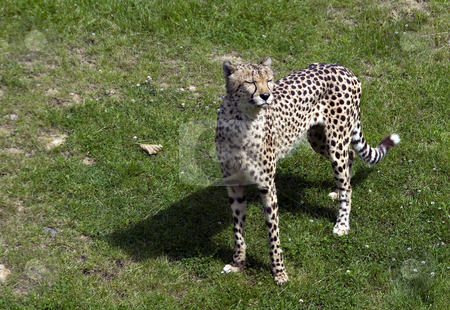To use this stock image in your creative project, please select the size you need over to the right and click the "Add to Cart" button.
Your downloaded image will come with the Cutcaster watermark removed so don’t worry about the watermark you see on this page. Cheetah in the zoo stock photo, Cheetah in the zoo in Holland by Chris Willemsen