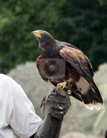 To use this stock image in your creative project, please select the size you need over to the right and click the "Add to Cart" button.
Your downloaded image will come with the Cutcaster watermark removed so don’t worry about the watermark you see on this page. Buteo bird stock photo, Buteo bird in zoo in a show for wild birds by Chris Willemsen