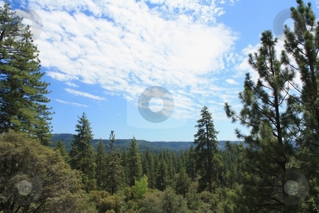 To use this stock image in your creative project, please select the size you need over to the right and click the "Add to Cart" button.
Your downloaded image will come with the Cutcaster watermark removed so don’t worry about the watermark you see on this page. Green forest with blue sky and white clouds stock photo, Forest and sky by Gregory Dean