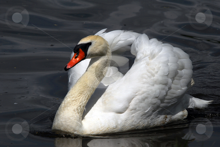 To use this stock image in your creative project, please select the size you need over to the right and click the "Add to Cart" button.
Your downloaded image will come with the Cutcaster watermark removed so don’t worry about the watermark you see on this page. Swan stock photo, Closeup picyture of a beautiful White Swan swimming by Alain Turgeon