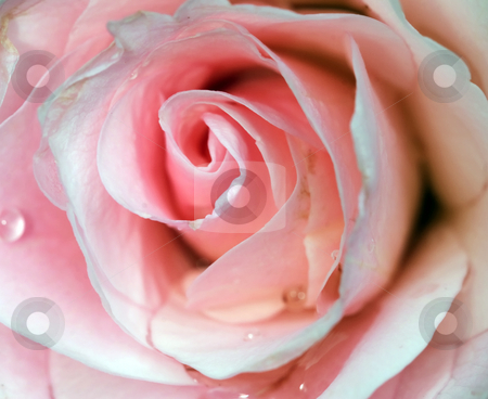 To use this stock image in your creative project, please select the size you need over to the right and click the "Add to Cart" button.
Your downloaded image will come with the Cutcaster watermark removed so don’t worry about the watermark you see on this page. Rose stock photo, Closeup picture of a pink rose with some water droplets by Alain Turgeon