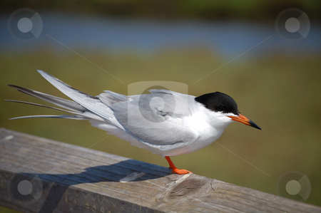 To use this stock image in your creative project, please select the size you need over to the right and click the "Add to Cart" button.
Your downloaded image will come with the Cutcaster watermark removed so don’t worry about the watermark you see on this page. Endangered Least Tern stock photo, by Brett Horne