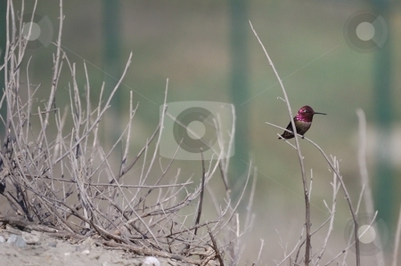 To use this stock image in your creative project, please select the size you need over to the right and click the "Add to Cart" button.
Your downloaded image will come with the Cutcaster watermark removed so don’t worry about the watermark you see on this page. Red humming bird stock photo, by Brett Horne