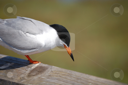 To use this stock image in your creative project, please select the size you need over to the right and click the "Add to Cart" button.
Your downloaded image will come with the Cutcaster watermark removed so don’t worry about the watermark you see on this page. Endangered Least Tern stock photo, by Brett Horne