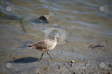 To use this stock image in your creative project, please select the size you need over to the right and click the "Add to Cart" button.
Your downloaded image will come with the Cutcaster watermark removed so don’t worry about the watermark you see on this page. Godwit stock photo, by Brett Horne