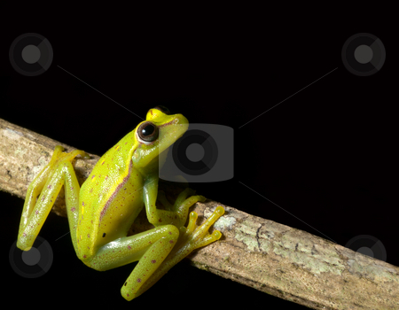 To use this stock image in your creative project, please select the size you need over to the right and click the "Add to Cart" button.
Your downloaded image will come with the Cutcaster watermark removed so don’t worry about the watermark you see on this page. Tree frog stock photo, Frog at night on a branch in the Bolivian rainforest Hypsiboas cinerescens by Dirk Ercken