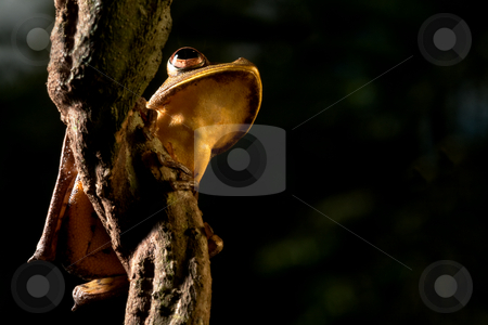 To use this stock image in your creative project, please select the size you need over to the right and click the "Add to Cart" button.
Your downloaded image will come with the Cutcaster watermark removed so don’t worry about the watermark you see on this page. Tree frog stock photo, Tree frog hypsiboas geograficus at night in the Bolivian jungle by Dirk Ercken