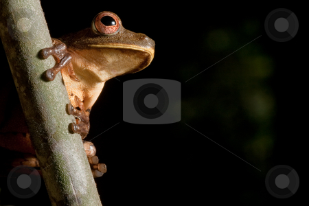 To use this stock image in your creative project, please select the size you need over to the right and click the "Add to Cart" button.
Your downloaded image will come with the Cutcaster watermark removed so don’t worry about the watermark you see on this page. Tree frog stock photo, Tree frog hypsiboas geograficus at night in the Bolivian jungle by Dirk Ercken