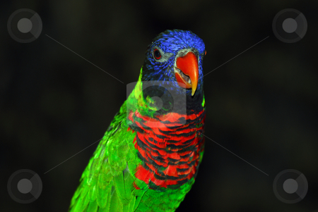 To use this stock image in your creative project, please select the size you need over to the right and click the "Add to Cart" button.
Your downloaded image will come with the Cutcaster watermark removed so don’t worry about the watermark you see on this page. Rainbow Lorikeet stock photo, Closeup portrait of a colorful Rainbow Lorikeet by Alain Turgeon