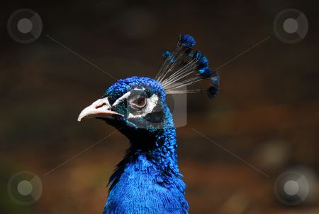To use this stock image in your creative project, please select the size you need over to the right and click the "Add to Cart" button.
Your downloaded image will come with the Cutcaster watermark removed so don’t worry about the watermark you see on this page. Indian Peafowl stock photo, Closeup picture of a very colorful Indian Peafowl by Alain Turgeon