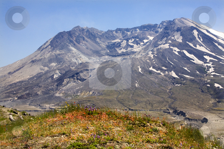 To use this stock image in your creative project, please select the size you need over to the right and click the "Add to Cart" button.
Your downloaded image will come with the Cutcaster watermark removed so don’t worry about the watermark you see on this page. Wildflowers Caldera Mount Saint Helens National Park Washington stock photo, Wildflowers Caldera Mount Saint Helens Volcano National Park Washington by William Perry