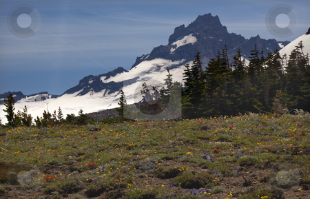 To use this stock image in your creative project, please select the size you need over to the right and click the "Add to Cart" button.
Your downloaded image will come with the Cutcaster watermark removed so don’t worry about the watermark you see on this page. Little Mount Rainier Sunrise Wildflowers Snow stock photo, Little Mount Rainier Sunrise Wildflowers Snow Mountain, Indian paintbrush, lupine by William Perry