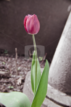 To use this stock image in your creative project, please select the size you need over to the right and click the "Add to Cart" button.
Your downloaded image will come with the Cutcaster watermark removed so don’t worry about the watermark you see on this page. Tulip stock photo, Tulip in a close-up by Fredrik Elfdahl