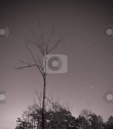 To use this stock image in your creative project, please select the size you need over to the right and click the "Add to Cart" button.
Your downloaded image will come with the Cutcaster watermark removed so don’t worry about the watermark you see on this page. Lonely tree and the sky stock photo, Lonely tree and the sky by Fredrik Elfdahl
