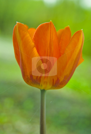 To use this stock image in your creative project, please select the size you need over to the right and click the "Add to Cart" button.
Your downloaded image will come with the Cutcaster watermark removed so don’t worry about the watermark you see on this page. Tulip stock photo, Tulip in a close-up by Fredrik Elfdahl