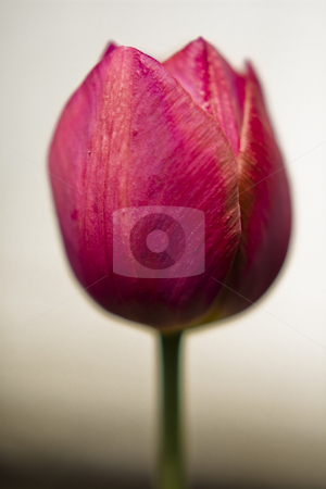 To use this stock image in your creative project, please select the size you need over to the right and click the "Add to Cart" button.
Your downloaded image will come with the Cutcaster watermark removed so don’t worry about the watermark you see on this page. Tulip stock photo, Tulip in a close-up by Fredrik Elfdahl