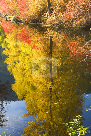 To use this stock image in your creative project, please select the size you need over to the right and click the "Add to Cart" button.
Your downloaded image will come with the Cutcaster watermark removed so don’t worry about the watermark you see on this page. Fall Colors Wenatchee River Yellow Tree Reflections River Steven stock photo, Fall Colors Wenatchee River Yellow Tree Reflections Stevens Pass Leavenworth Washington by William Perry
