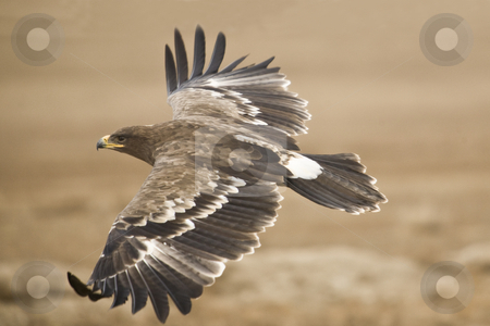 To use this stock image in your creative project, please select the size you need over to the right and click the "Add to Cart" button.
Your downloaded image will come with the Cutcaster watermark removed so don’t worry about the watermark you see on this page. The Steppe Eagle stock photo, The Steppe Eagle flying close to the ground searching for pray by Mircea Struteanu