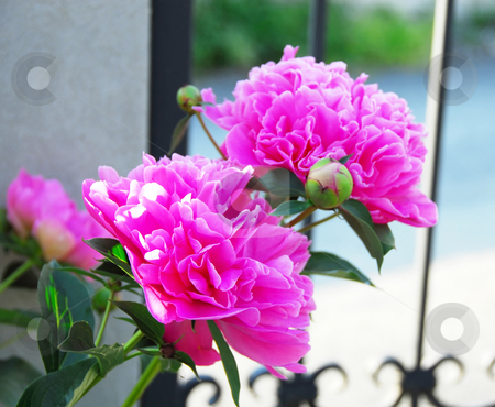 To use this stock image in your creative project, please select the size you need over to the right and click the "Add to Cart" button.
Your downloaded image will come with the Cutcaster watermark removed so don’t worry about the watermark you see on this page. Pink peonies stock photo, Two blooming pink big peonies growing outdoor by Julija Sapic