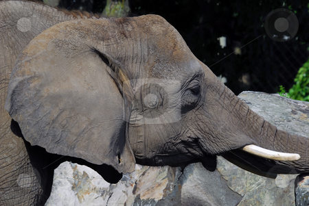 To use this stock image in your creative project, please select the size you need over to the right and click the "Add to Cart" button.
Your downloaded image will come with the Cutcaster watermark removed so don’t worry about the watermark you see on this page. Elephant stock photo, Close-up portrait of a big African elephant by Alain Turgeon
